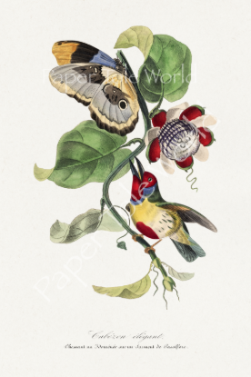 Picture of Barbet Bird Painting 8.5" x 13"