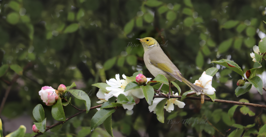 Picture of White-Plumed Honeyeater, 13.2" x 6.9"