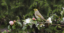 Picture of White-Plumed Honeyeater, 13.2" x 6.9"