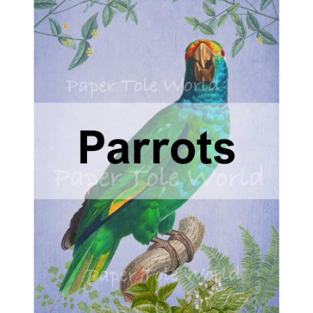 Picture for category Parrots