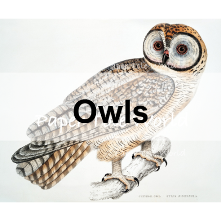 Picture for category Owls